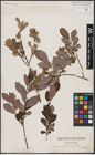 Foto von Salix aurita L.